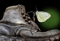 Schuh-Schmetterling-Versch_DDC3315-als-Smart-Objekt-1